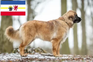 Read more about the article Criadores de Leonberger e cachorros em Mecklenburg-Vorpommern
