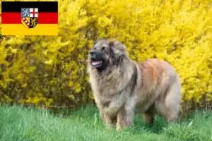 Read more about the article Criadores de Leonberger e cachorros em Saarland