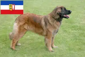 Read more about the article Criadores de Leonberger e cachorros em Schleswig-Holstein