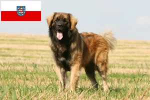 Read more about the article Criadores de Leonberger e cachorros em Thuringia