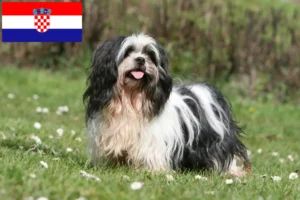Read more about the article Criadores de Lhasa Apso e cachorros na Croácia