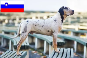 Read more about the article Louisiana Catahoula Leopard Criador de cães e cachorros na Eslovénia