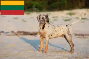 Read more about the article Louisiana Catahoula Leopard Criador de cães e cachorros na Lituânia