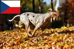 Read more about the article Louisiana Catahoula Leopard Criador de cães e cachorros na República Checa