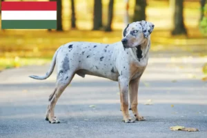 Read more about the article Louisiana Catahoula Leopard Criador de cães e cachorros na Hungria