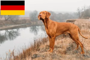 Read more about the article Criadores de Magyar Vizsla e cachorros na Alemanha