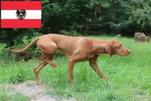 Read more about the article Criadores de Magyar Vizsla e cachorros na Áustria
