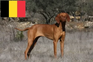 Read more about the article Criadores de Magyar Vizsla e cachorros na Bélgica