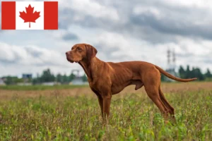 Read more about the article Criadores de Magyar Vizsla e cachorros no Canadá