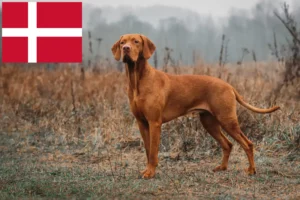 Read more about the article Criadores de Magyar Vizsla e cachorros na Dinamarca