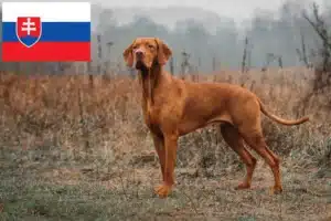 Read more about the article Criadores de Magyar Vizsla e cachorros na Eslováquia