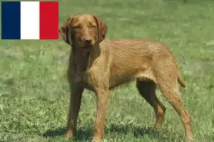 Read more about the article Criadores de Magyar Vizsla e cachorros em França
