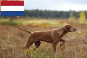 Read more about the article Criadores de Magyar Vizsla e cachorros nos Países Baixos