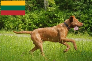 Read more about the article Criadores de Magyar Vizsla e cachorros na Lituânia