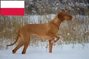Read more about the article Criadores de Magyar Vizsla e cachorros na Polónia