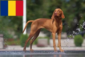 Read more about the article Criadores e cachorros de Magyar Vizsla na Roménia