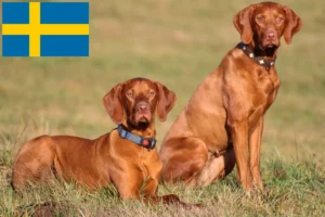 Read more about the article Criadores de Magyar Vizsla e cachorros na Suécia