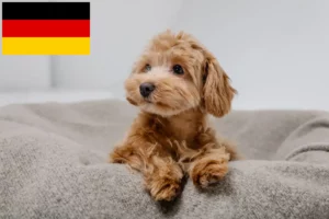Read more about the article Criadores de Maltipoo e cachorros na Alemanha
