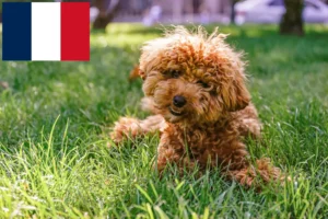 Read more about the article Criadores de Maltipoo e cachorros em França
