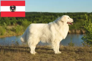 Read more about the article Criadores de Maremma Abruzzi Sheepdog e cachorros na Áustria