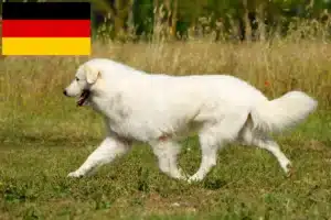 Read more about the article Criadores e cachorros de Maremma Abruzzo Sheepdog na Alemanha