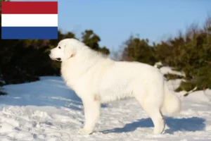 Read more about the article Criadores e cachorros de Maremma Abruzzo Sheepdog nos Países Baixos