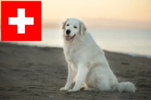 Read more about the article Criadores e cachorros de Maremma Abruzzo Sheepdog na Suíça
