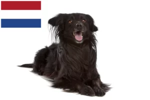 Read more about the article Markiesje criadores e cachorros nos Países Baixos
