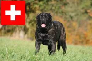 Read more about the article Criadores de Mastiff e cachorros na Suíça