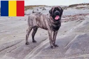 Read more about the article Criadores de Mastim e cachorros na Roménia