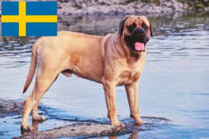 Read more about the article Criadores de Mastiff e cachorros na Suécia