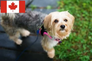 Read more about the article Criadores de Morkie e cachorros no Canadá