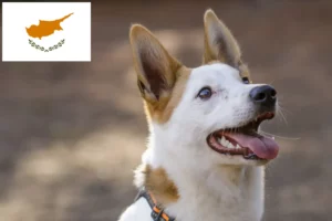 Read more about the article Criadores de Norrbottenspitz e cachorros em Chipre