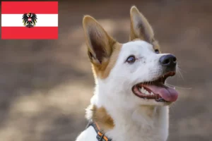 Read more about the article Criadores de Norrbottenspitz e cachorros na Áustria
