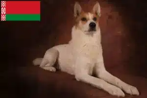 Read more about the article Criadores de Norrbottenspitz e cachorros na Bielorrússia