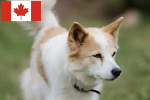 Read more about the article Criadores de Norrbottenspitz e cachorros no Canadá