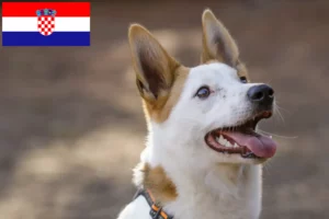 Read more about the article Criadores de Norrbottenspitz e cachorros na Croácia