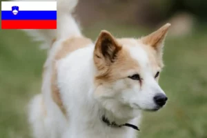 Read more about the article Criadores de Norrbottenspitz e cachorros na Eslovénia