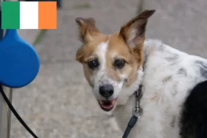 Read more about the article Criadores de Norrbottenspitz e cachorros na Irlanda