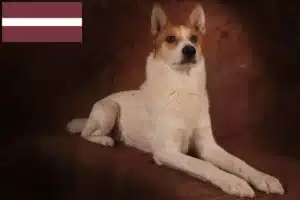 Read more about the article Criadores de Norrbottenspitz e cachorros na Letónia