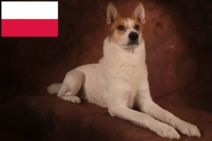 Read more about the article Criadores de Norrbottenspitz e cachorros na Polónia