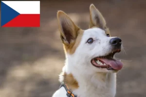 Read more about the article Criadores de Norrbottenspitz e cachorros na República Checa