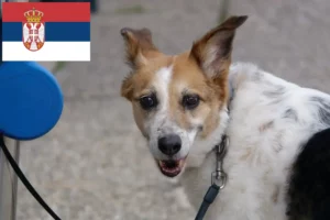 Read more about the article Criadores de Norrbottenspitz e cachorros na Sérvia