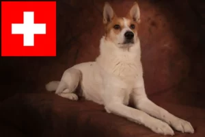 Read more about the article Criadores de Norrbottenspitz e cachorros na Suíça