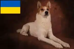 Read more about the article Criadores de Norrbottenspitz e cachorros na Ucrânia