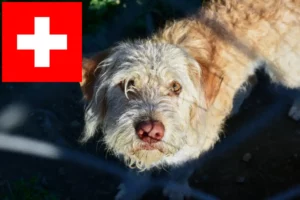 Read more about the article Criadores de lontra e cachorros na Suíça