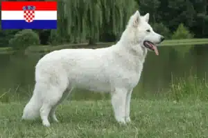 Read more about the article Cão de raça pastor suíço branco e cachorros na Croácia