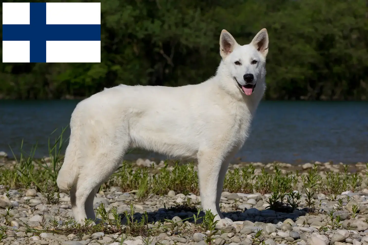 Pastor Suíço Branco Cachorros e Criadores Finlândia Encontrar criadores de cães de pastor suíço branco na Finlândia.