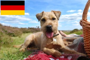 Read more about the article Criadores de Patterdale Terrier e cachorros na Alemanha