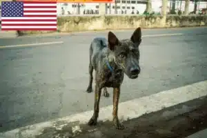 Read more about the article Criadores de Phu Quoc Ridgeback e cachorros nos EUA